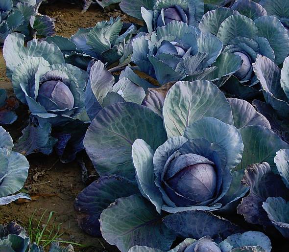 Brassica oleracea convar. capitata var. capitata f. rubra - Rotkohl - red cabbage