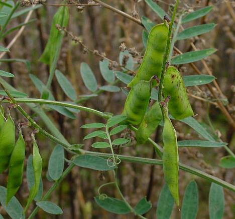 Vicia cracca - Vogel-Wicke - bird vetch