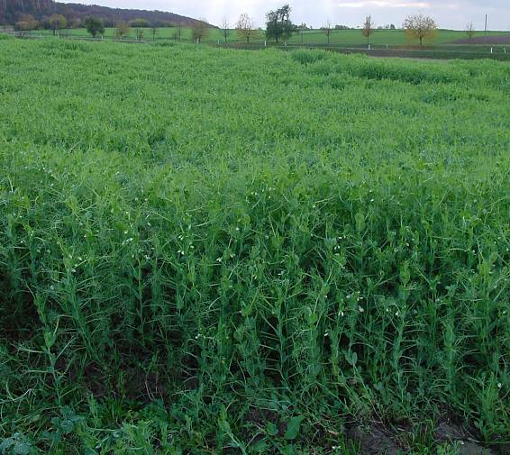 Pisum sativum - Erbse - garden pea