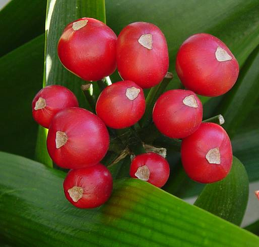 Clivia miniata - Klivie - Kaffir-lily