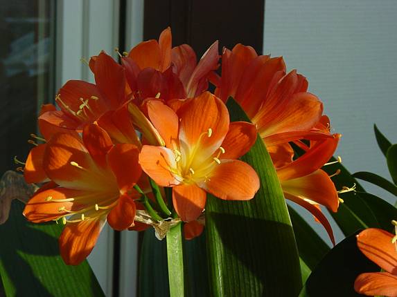 Clivia miniata - Klivie - Kaffir-lily