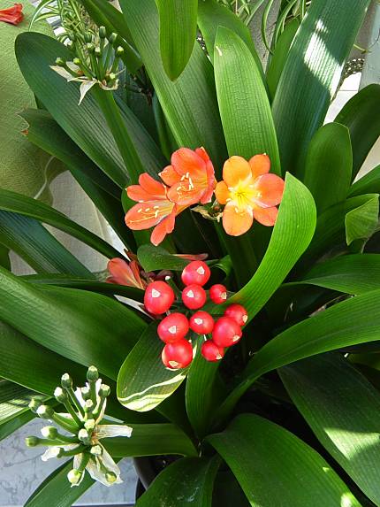 Clivia miniata - Klivie - Kaffir-lily
