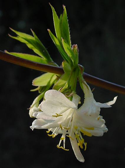 Lonicera x purpusii - Geiblatt - honeysuckle