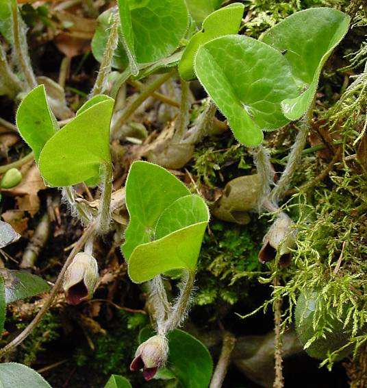 Asarum europaeum - Haselwurz - wild ginger