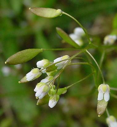 Erophila verna - Frhlings-Hungerblmchen - spring whitlow-grass