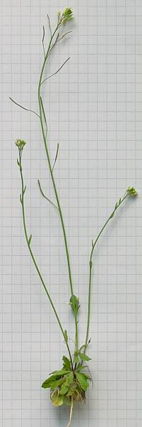 Arabidopsis thaliana - Acker-Schmalwand - mouseear cress