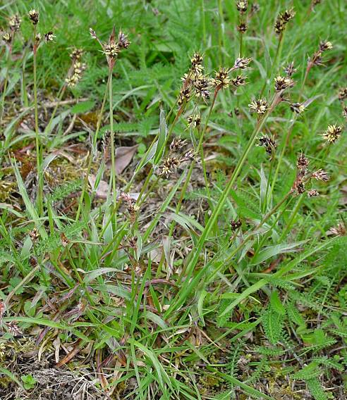 Luzula campestris - Feld-Hainsimse - field woodrush