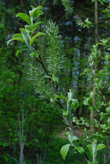 Salix cinerea - Grau- ? Weide - willow