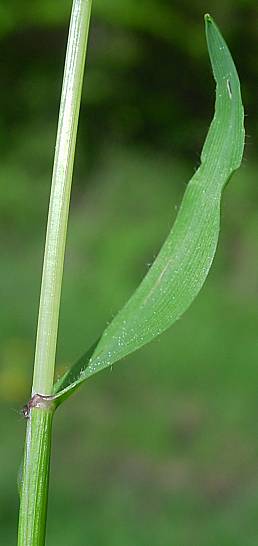 Anthoxanthum odoratum - Gewhnliches Ruchgras - sweet vernal grass