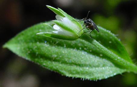 Moehringia trinervia - Dreinervige Nabelmiere - three-nerved sandwort