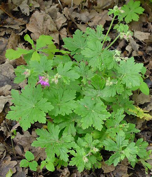 Geranium macrorrhizum - Felsen-Storchschnabel - rock cranesbill