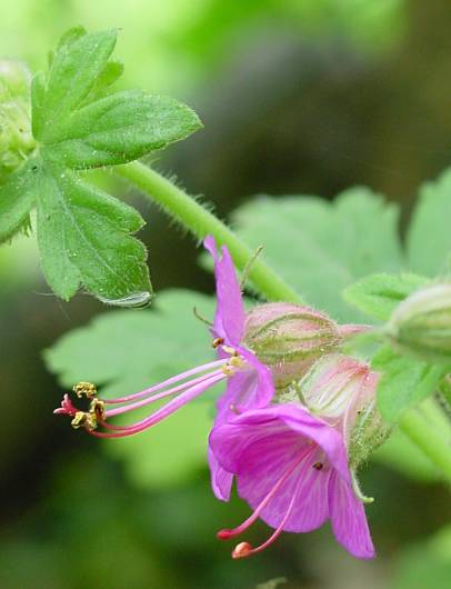 Geranium macrorrhizum - Felsen-Storchschnabel - rock cranesbill