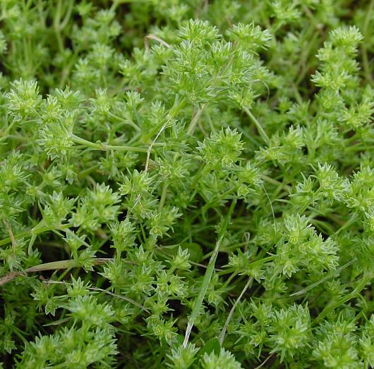 Scleranthus annuus - Einjhriger Knuel - German knotgrass