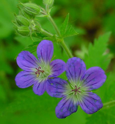 Geranium sylvaticum - Wald-Storchschnabel - wood cranesbill