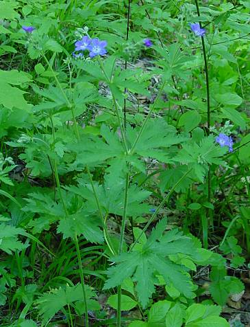 Geranium sylvaticum - Wald-Storchschnabel - wood cranesbill