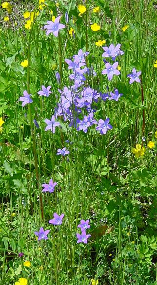 Campanula patula - Wiesen-Glockenblume - spreading bellflower