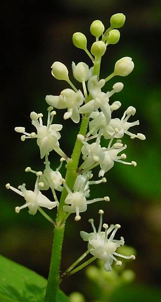 Maianthemum bifolium - Zweiblttrige Schattenblume - false lily of the vally