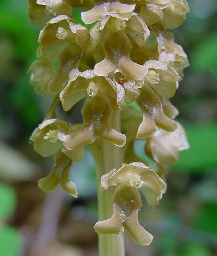 Neottia nidus-avis - Vogel-Nestwurz - bird's nest orchid
