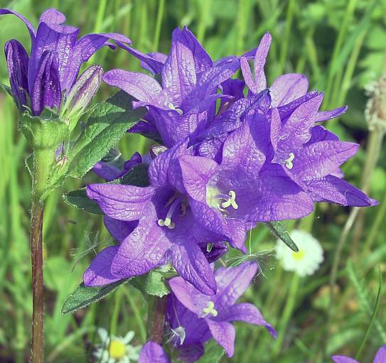 Campanula glomerata - Bschel-Glockenblume - clustered bellflower