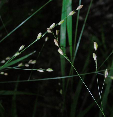 Melica uniflora - Einbltiges Perlgras - wood melicgrass