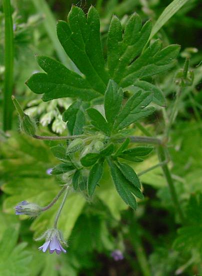 Geranium pusillum - Kleiner Storchschnabel - small cranesbill