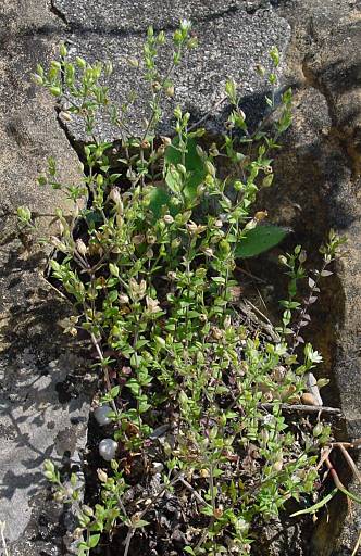 Arenaria serpyllifolia - Quendel-Sandkraut - thymeleaf sandwort