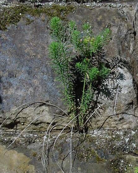Euphorbia cyparissias - Zypressen-Wolfsmilch - cypress spurge