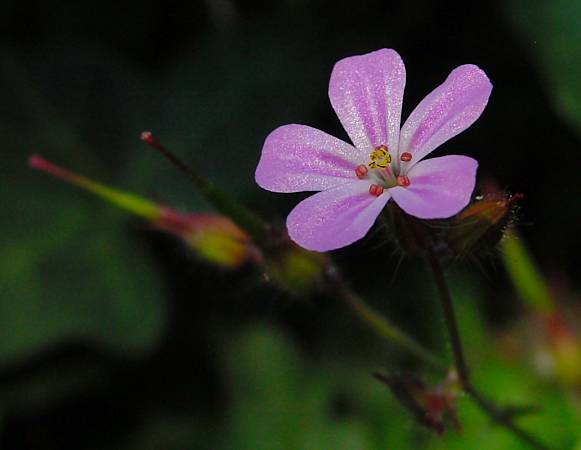 Geranium robertianum - Stinkender Storchschnabel - Robert cranesbill