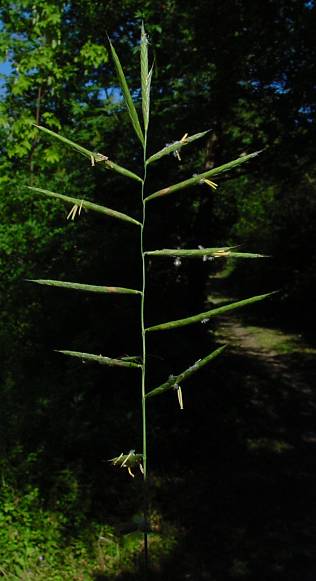 Brachypodium pinnatum - Gewhnliche Fieder-Zwenke - heath false brome