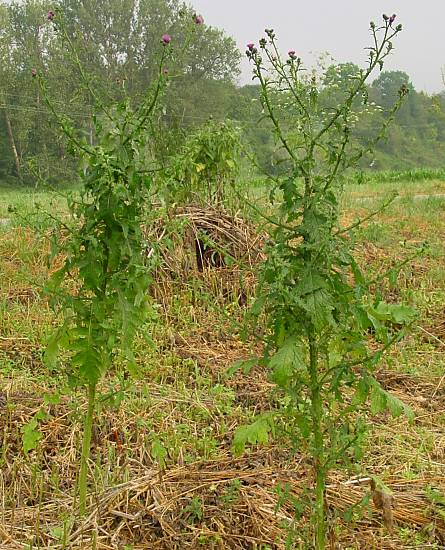 Carduus crispus - Krause Distel - curly plumeless thistle