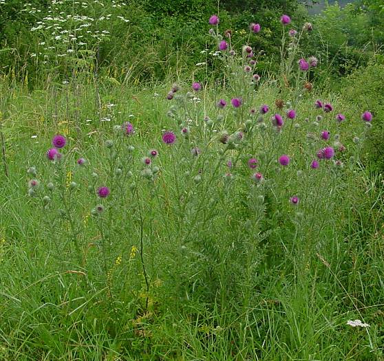 Carduus nutans - Nickende Distel - nodding plumeless thistle