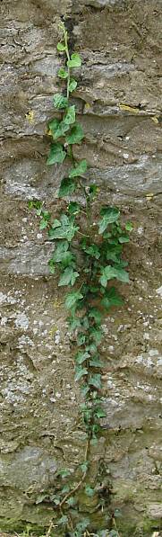 Hedera helix - Efeu - English ivy