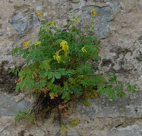 Corydalis lutea - Gelber Lerchensporn - rock fumewort