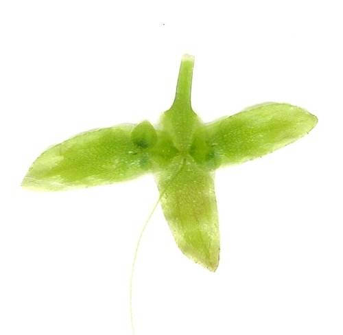 Lemna trisulca - Dreifurchige Wasserlinse - star duckweed