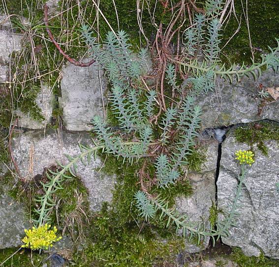 Sedum rupestre - Felsen-Fetthenne - Jenny's stonecrop