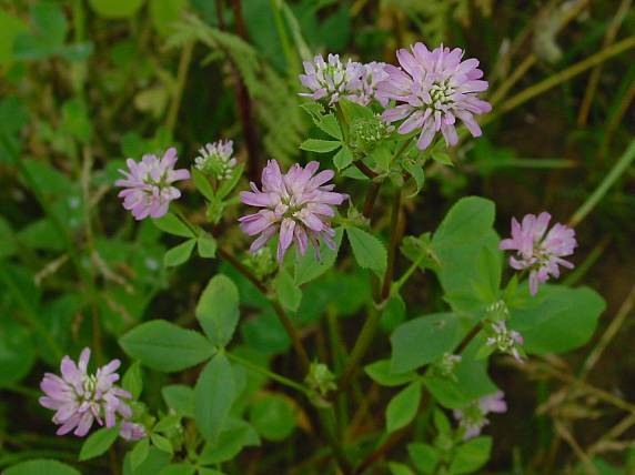 Trifolium resupinatum - Persischer Klee - reversed clover