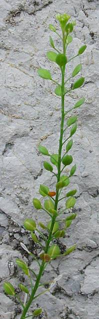 Lepidium ruderale - Schutt-Kresse - roadsite pepperweed