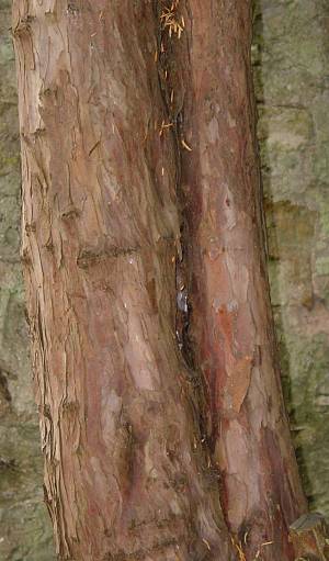 Taxus baccata - Eibe - English yew