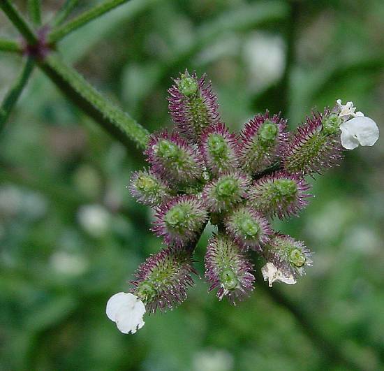 Torilis japonica - Gewhnlicher Klettenkerbel - erect hedge parsley