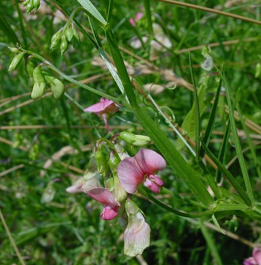 Lathyrus sylvestris - Wald-Platterbse - flat pea