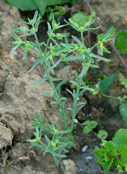 Euphorbia exigua - Kleine Wolfsmilch - dwarf spurge