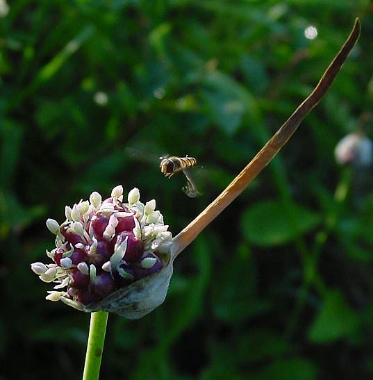 Allium sativum - Knoblauch - garlic