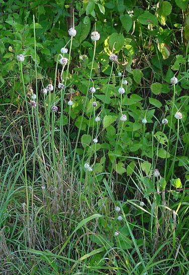 Allium sativum - Knoblauch - garlic