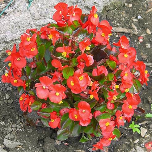 Begonia semperflorens hybr. - Eisbegonie - 