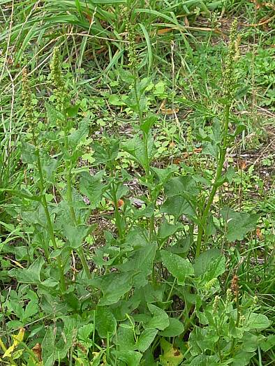 Chenopodium bonus-henricus - Guter Heinrich - good King Henry