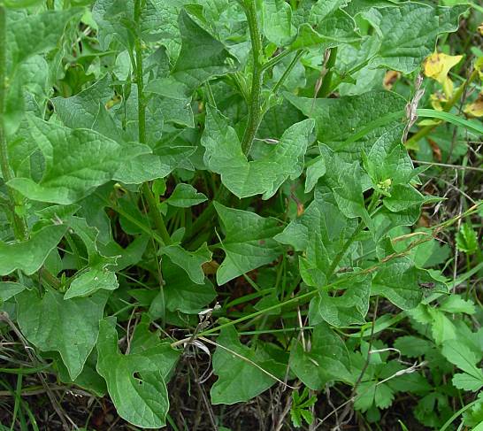 Chenopodium bonus-henricus - Guter Heinrich - good King Henry