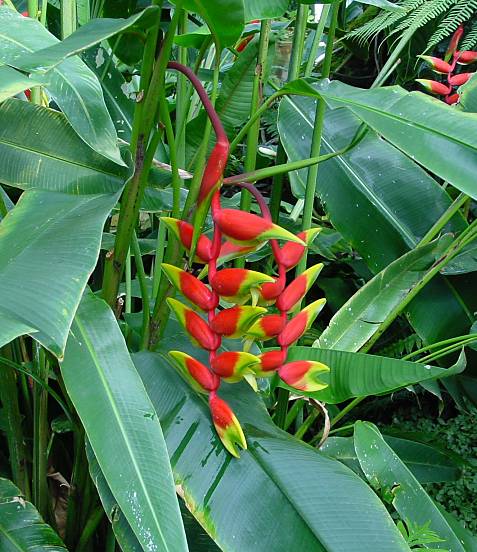 Heliconia rostrata - Hngende Hummerschere - false bird of paradise