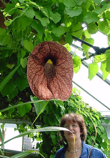 Aristolochia gigantea - - - -