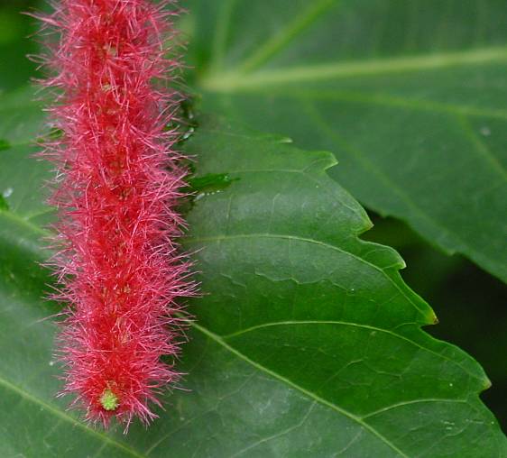 Acalypha hispida - Katzenschwanz - red-hot cat's tail