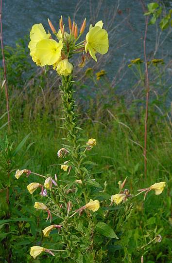 Oenothera biennis - Gemeine Nachtkerze - common evening primrose